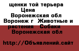 щенки той терьера › Цена ­ 8 000 - Воронежская обл., Воронеж г. Животные и растения » Собаки   . Воронежская обл.